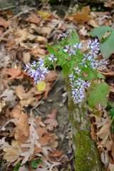 dainty purple flowers 2