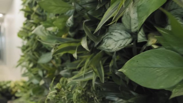 Interior green wall display filled with carefully placed flowers and plants to create a modern environmentally friendly office space