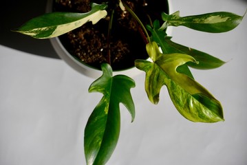 philodendron squamiferum albo - Florida beauty © Brad