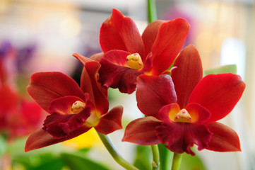 Red Cattleya Orchids