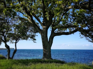 tree on the beach