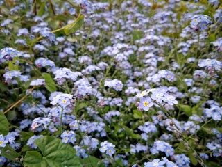 forget me not flowers