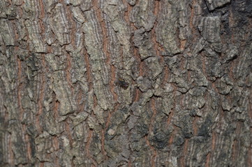 Flies perched on brown bark