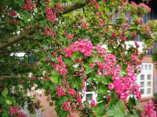 pink flowers in the garden