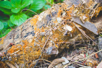moss, fungus growing on natural old wood. soft focus, details, color