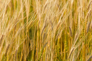 Ripe barley ears, Barley field