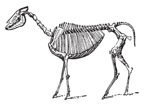 Hipparion (skeleton), vintage illustration.