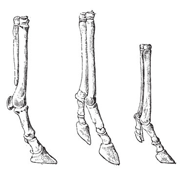 Comparison between the front foot of the horse and of the Hipparion, vintage illustration.
