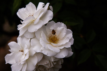 バラの話吸い寄せられるミツバチ！