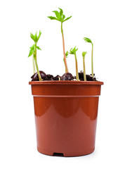 Young chestnut tree sprouts in a pot with green fresh leaves isolated on a white background.