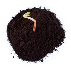 Young tree sprout in a heap of ground isolated on a white background. Top view.