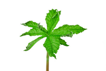 Young chestnut tree spring leaf isolated on a white background.