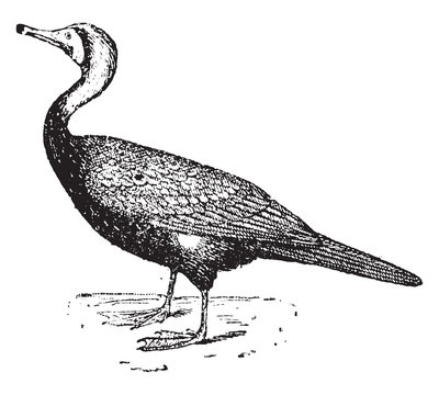 recommend clip art: Cormorant bird, vintage illustration.