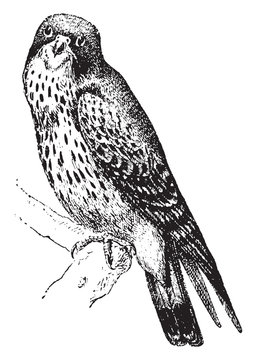 Kestrel, type of small falcon, vintage illustration.