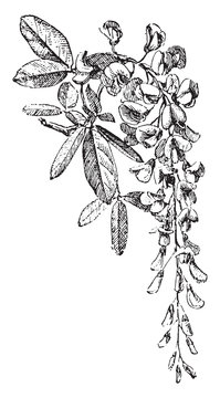 black and white acacia flower drawing clip art preview