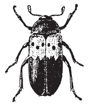 Dermestes bug, vintage illustration.