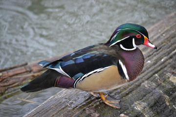 Male Wood Duck standing on a log