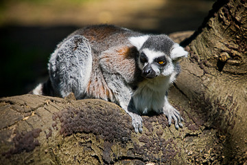 Lemur (lemur catta). Funny monkey lemur. Lemur funny face. Funny monkey lemur portrait. Lemur portrait