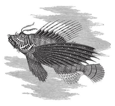 Pegasus (fish), vintage illustration.