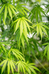Marijuana leaves 