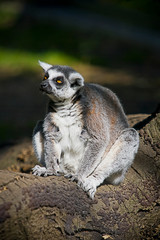 Lemur (lemur catta). Funny monkey lemur. Lemur funny face. Funny monkey lemur portrait. Lemur portrait