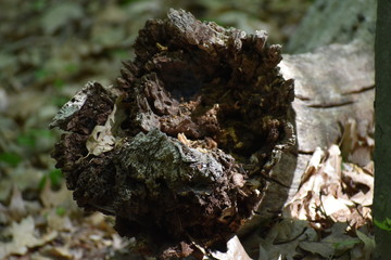 Rotten tree