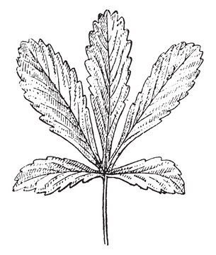 Palmatipartite leaf (Potentilla), vintage illustration.
