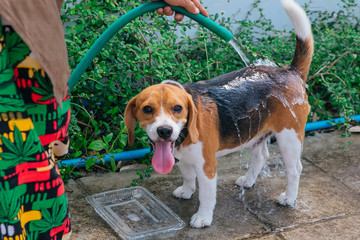 Happy smiling young beagle dog washing under water jet