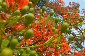 Orange flowers surrounded by green leaves in the garden