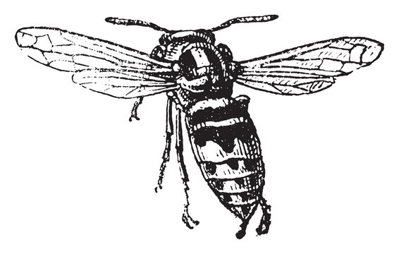Hornet, vintage illustration.