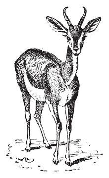 Gazelle, vintage illustration.
