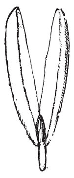 Gemmule, vintage illustration.