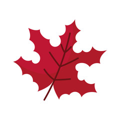 Isolated autumn maple leaf vector design