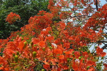 Orange flowers surrounded by green leaves in the garden