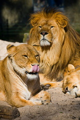 Lion Family resting, lion, lionesses.