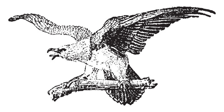 Bearded vulture, vintage illustration.