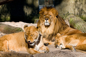 Obraz premium Lion Family resting, lion, lionesses.