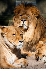 Lion Family resting, lion, lionesses.