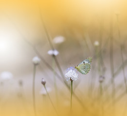Beautiful Golden Nature Background.Floral Art Design.Macro Photography.Abstract Pastel Landscape with Copy Space.Butterfly and Field.Summer Butterfly on a Flower.Creative Artistic Wallpaper.Yellow.