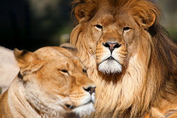 Lion Family resting, lion, lionesses.