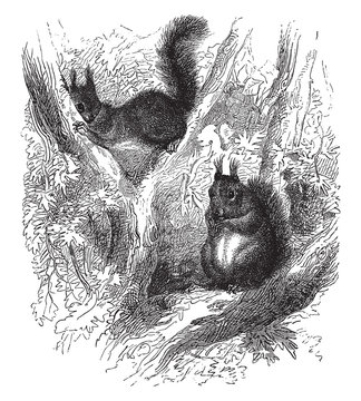 recommend clip art: Squirrel animal, vintage illustration.