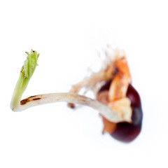 Young chestnut tree sprout with green fresh leaves isolated on a white background.