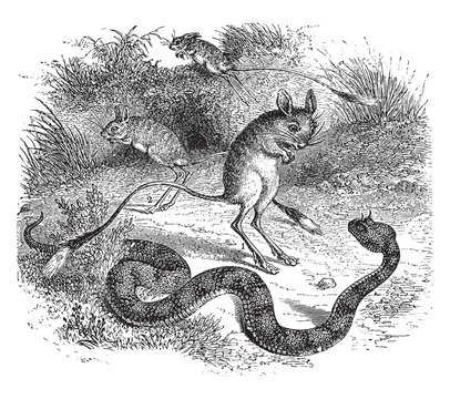 Jerboa animal, vintage illustration.