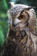 Close up of owl with green background