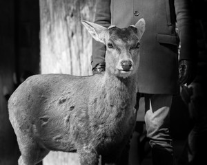 Fototapeta premium Deer with a man with leather gloves standing ominously behind