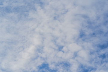 Fototapeta premium A Thai buffalo herd is watching the visitor. Thai buffalo, a herd of buffalo in the pen