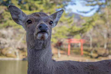 Close up of startled deer with Shinto shrine in the background