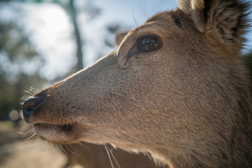 extreme close up of deer