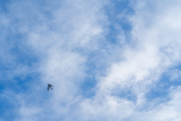 
A Thai buffalo herd is watching the visitor. Thai buffalo, a herd of buffalo in the pen