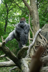 Posing Male Gorilla